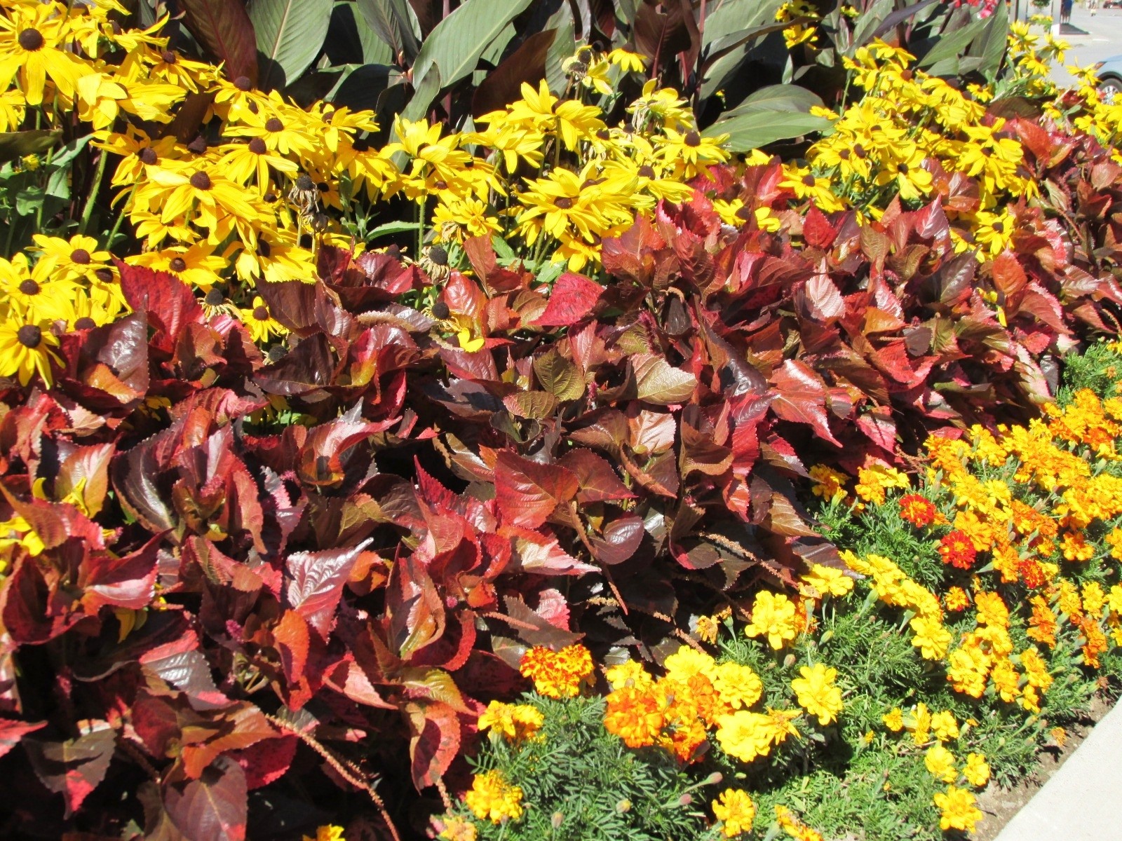 Flowers at Canadian side Easing Along