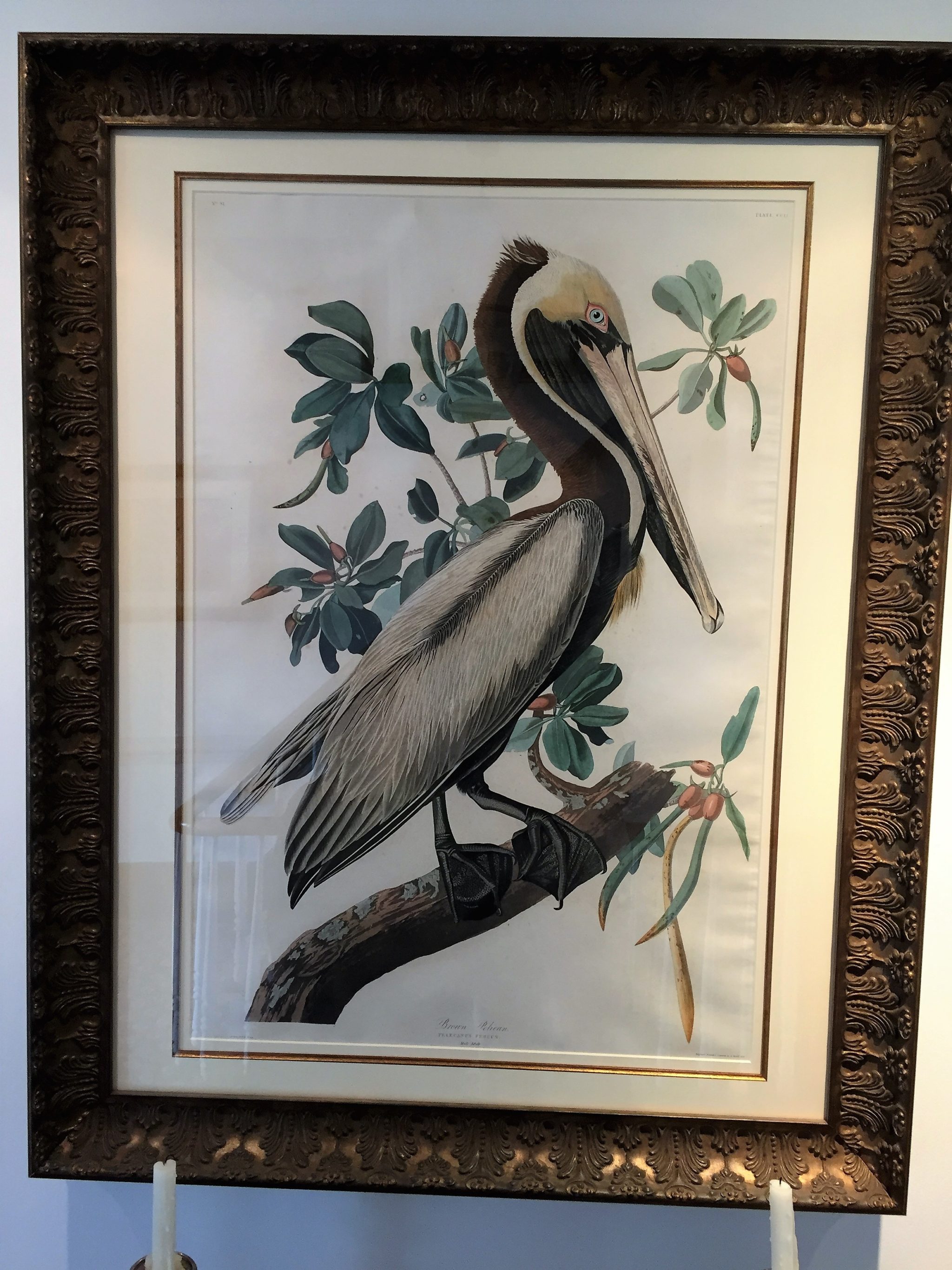 27 Audubon print Easing Along