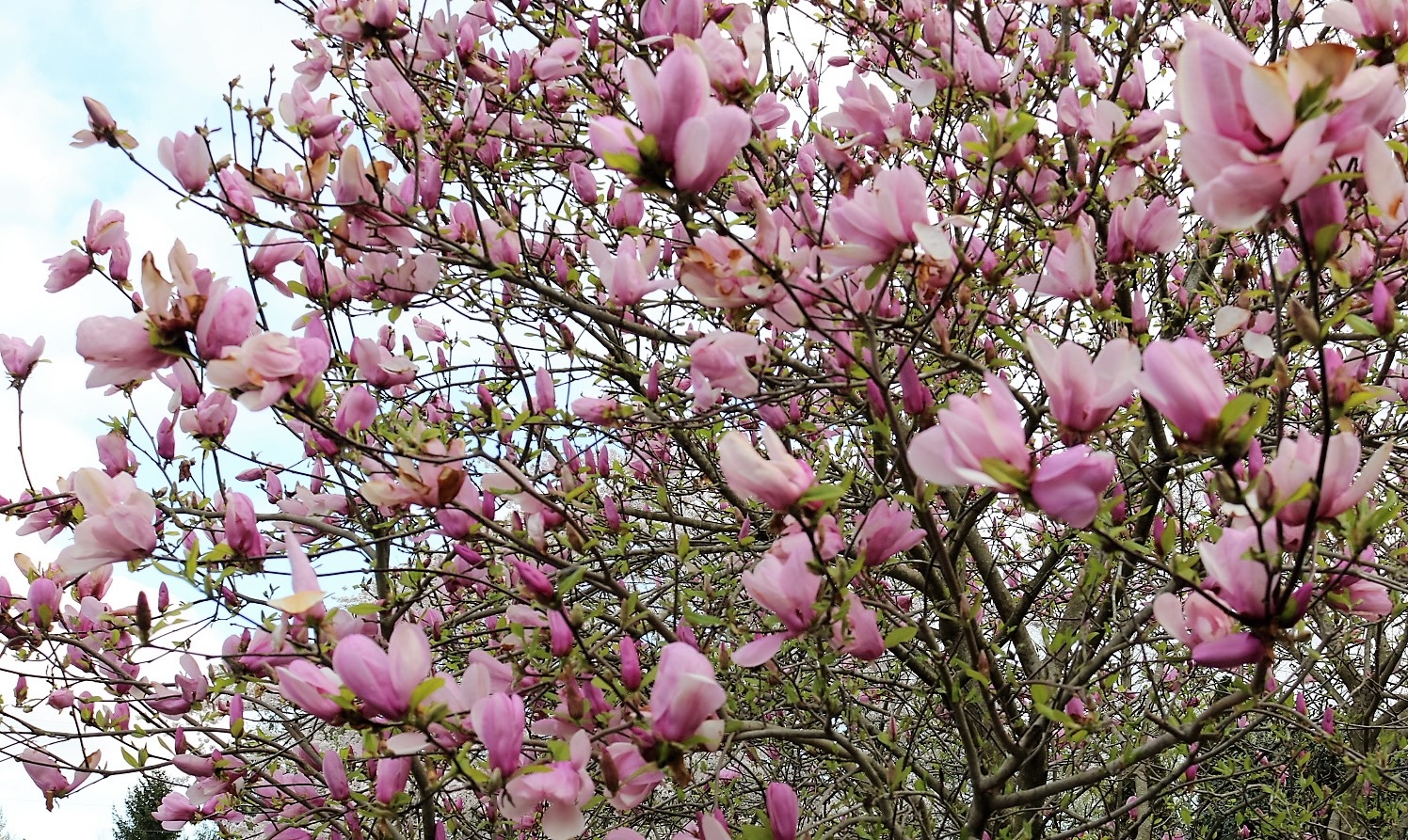 Tulip Poplar Easing Along