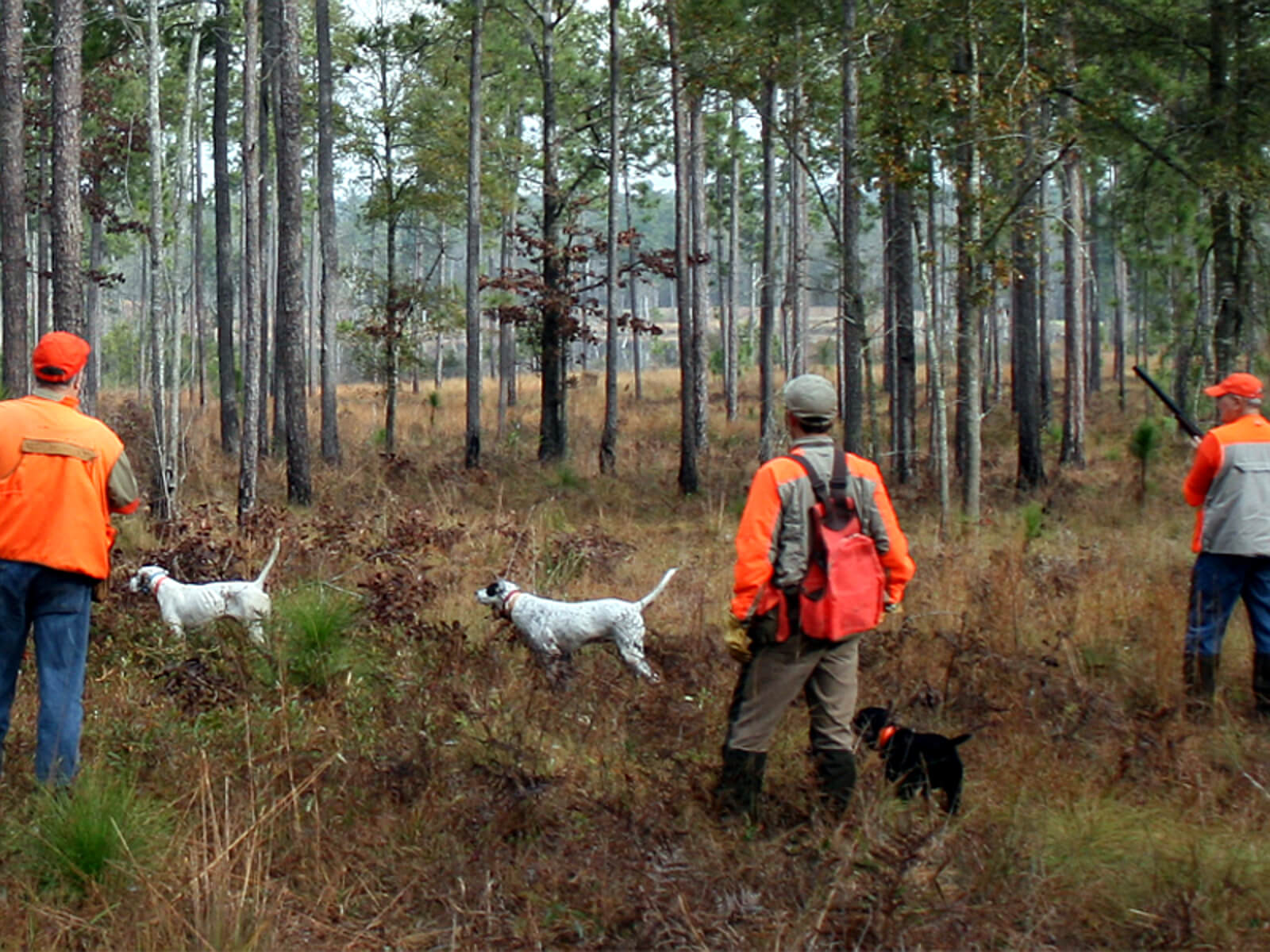 Quail Hunters Easing Along